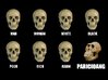 Skull Comparison 06102018130524.jpg