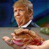 trumpfrog.jpg